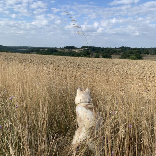 Cherche male husky pour future saillie #5
