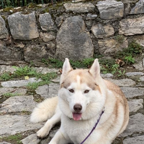 Cherche male husky pour future saillie #7