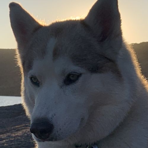 Cherche male husky pour future saillie #9