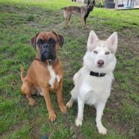 Cherche male husky pour future saillie