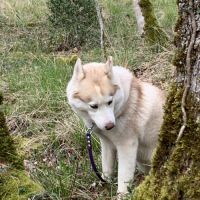 Cherche male husky pour future saillie #2