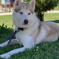 Cherche male husky pour future saillie #3