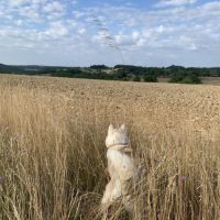 Cherche male husky pour future saillie #5