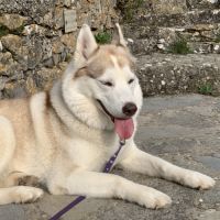 Cherche male husky pour future saillie #6