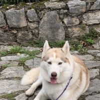 Cherche male husky pour future saillie #7