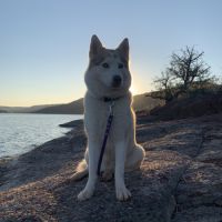 Cherche male husky pour future saillie #8