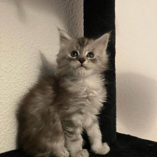 Chaton femelle maine coon loof #1