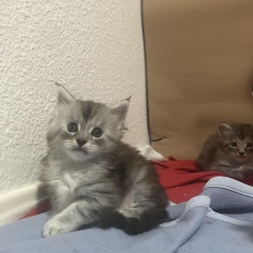 Chaton femelle maine coon loof #3