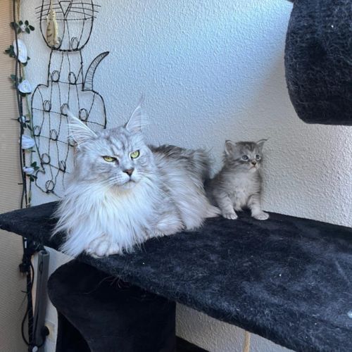 Chaton femelle maine coon loof #5