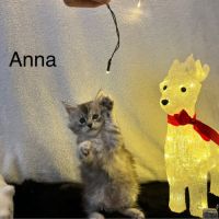 Chaton femelle maine coon loof #2