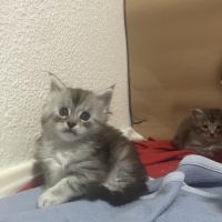 Chaton femelle maine coon loof #3