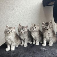 Chaton femelle maine coon loof #4