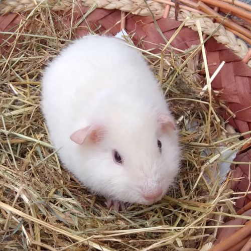 Cochon d'inde rex #3