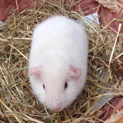 Cochon d'inde rex #4