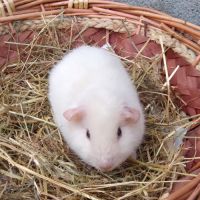 Cochon d'inde rex #2