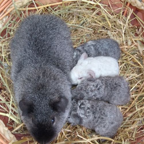 Bébés cochons d'indes rex #1