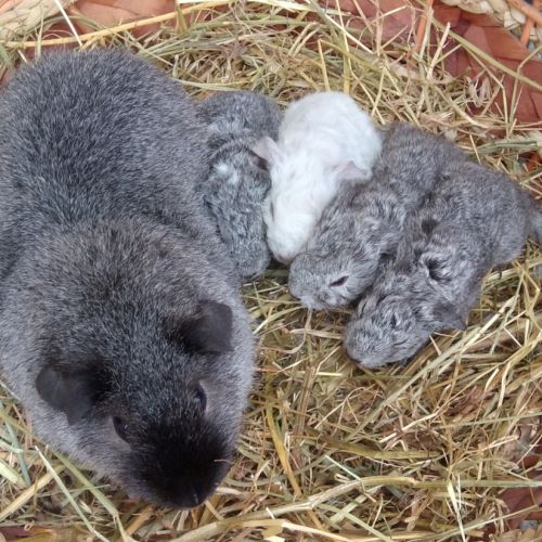 Bébés cochons d'indes rex #2