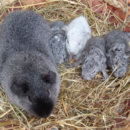 Bébés cochons d'indes rex