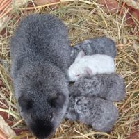 Bébés cochons d'indes rex #1