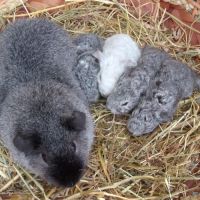 Bébés cochons d'indes rex #2