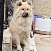 Chien volf à l adoption