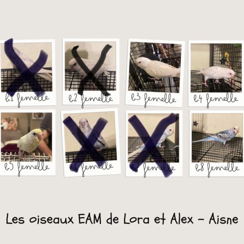 Bébé perruches ondulées eam #0