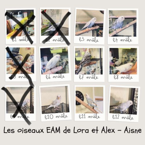 Bébé perruches ondulées eam #2