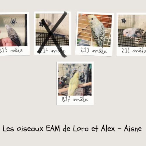 Bébé perruches ondulées eam #3