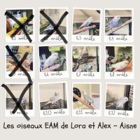 Bébé perruches ondulées eam #2