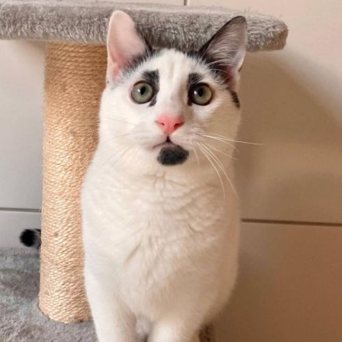 Charlot, joli chaton a l'adoption #1