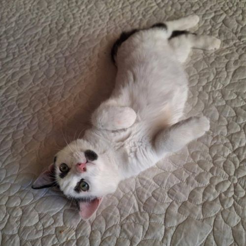 Charlot, joli chaton a l'adoption #2