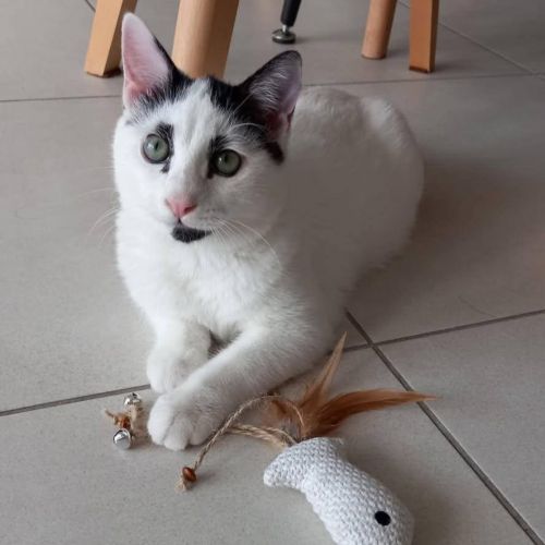 Charlot, joli chaton a l'adoption