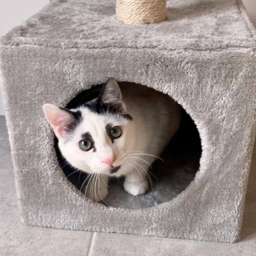 Charlot, joli chaton a l'adoption #4