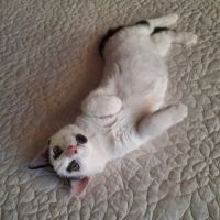 Charlot, joli chaton a l'adoption #2