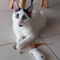 Charlot, joli chaton a l'adoption