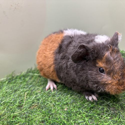 Jeunes mâles us teddy rex #1