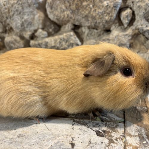 Jeunes mâles us teddy rex #2