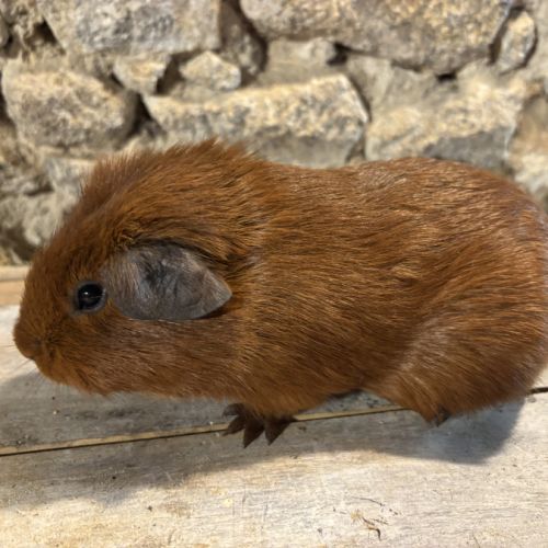 Jeunes mâles us teddy rex #3