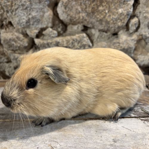 Jeunes mâles us teddy rex #4