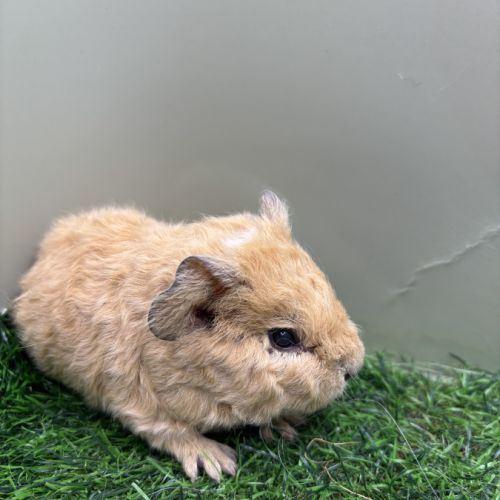 Jeunes mâles us teddy rex #5