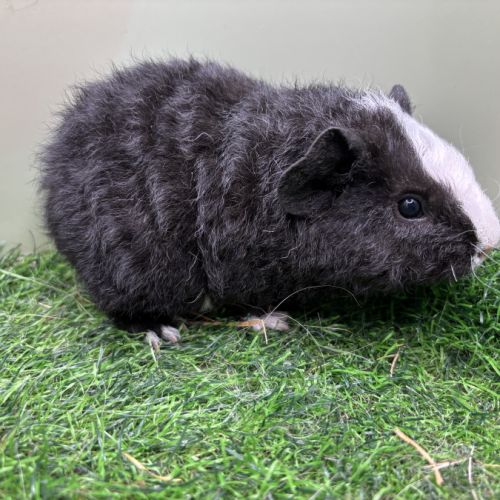 Jeunes mâles us teddy rex #6