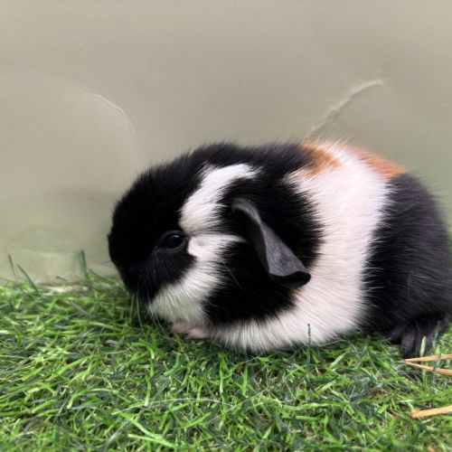 Jeunes mâles us teddy rex #7