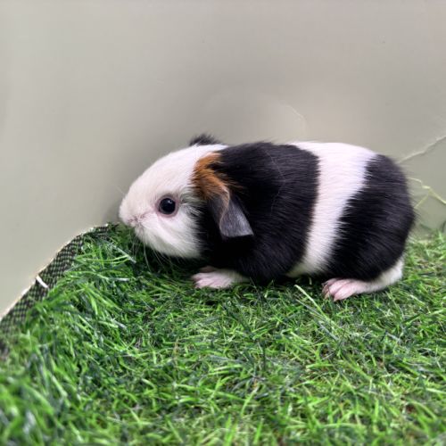 Jeunes mâles us teddy rex #8