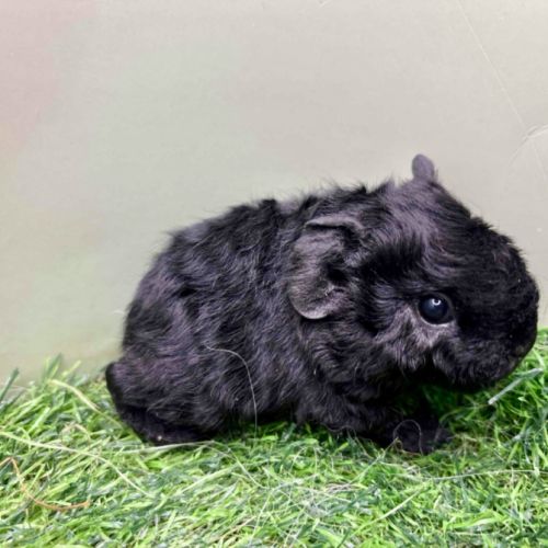 Jeunes mâles us teddy rex