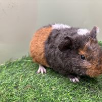 Jeunes mâles us teddy rex #1