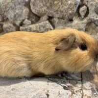 Jeunes mâles us teddy rex #2