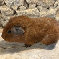 Jeunes mâles us teddy rex #3