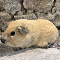 Jeunes mâles us teddy rex #4