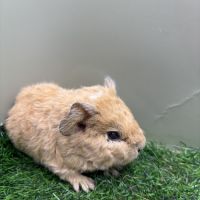 Jeunes mâles us teddy rex #5