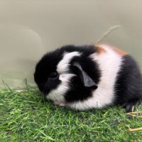 Jeunes mâles us teddy rex #7